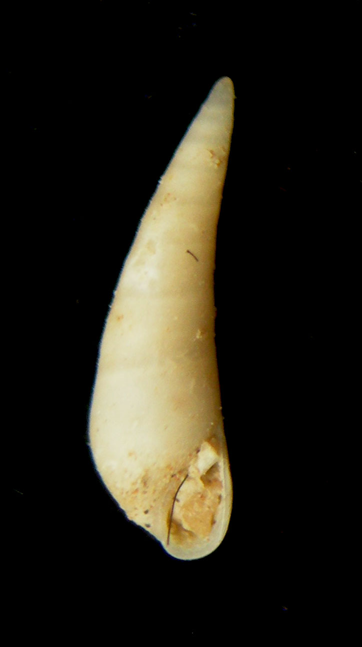 curveulima devians???